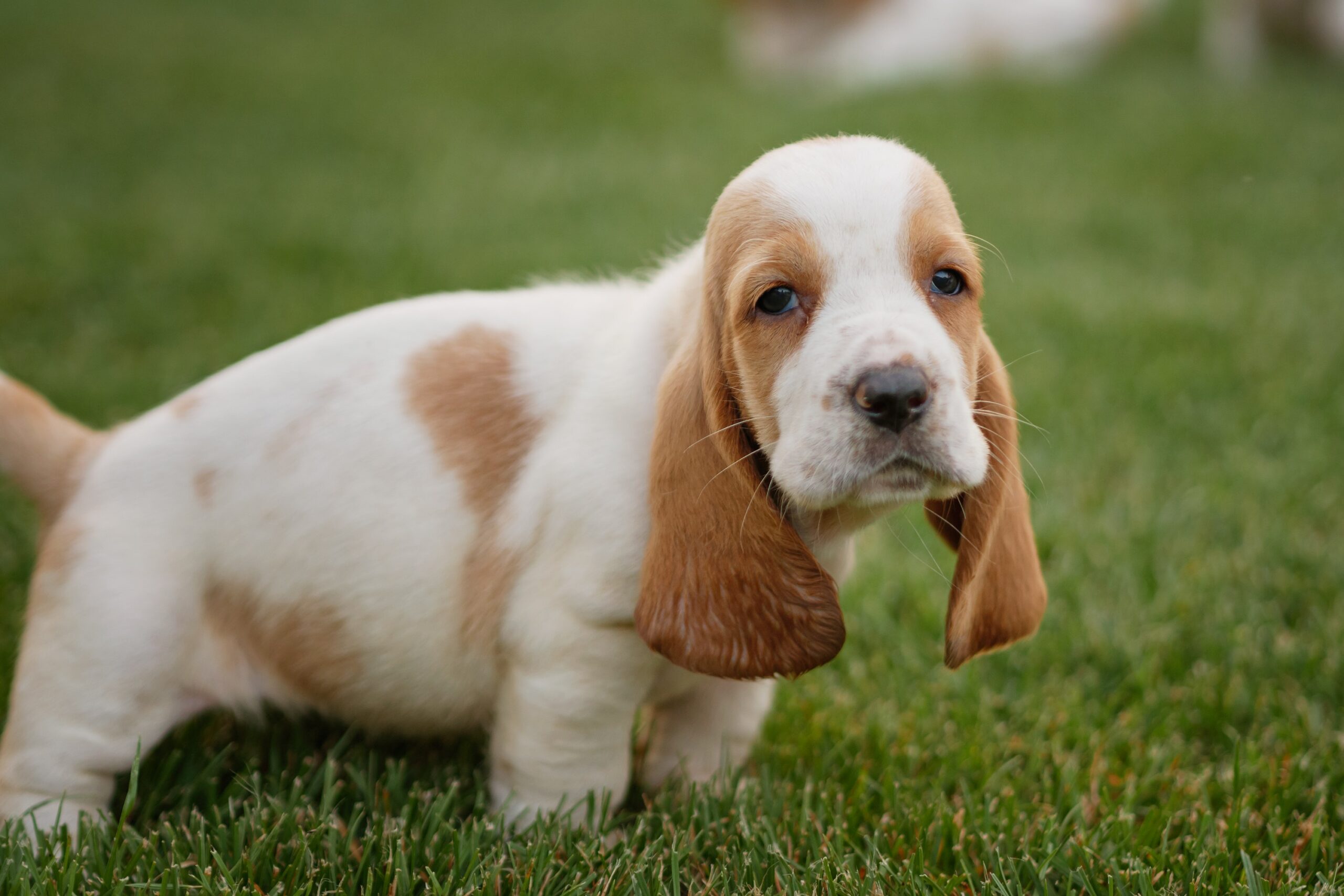 Which Foods Are Ideal for Basset Hound Puppies?