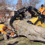 Tree Removal