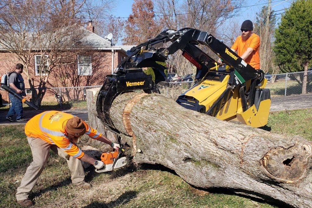 Why Tree Removal Service Is Essential For Construction Projects